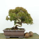 ~ ^  12cm ς Juniperus chinensis VpN gW Vh qmL Ύ Ϗܗp i i