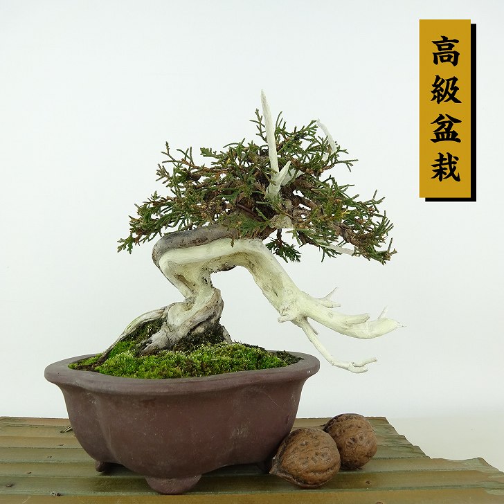 盆栽 真柏 樹高 上下 約17cm しんぱく 高級盆栽 Juniperus chinensis シンパク “ジン シャリ” ヒノキ科 常緑樹 観賞用 小品 現品