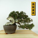 ~ ^  ㉺ 19cm ς ~ Juniperus chinensis VpN gW Vh qmL Ύ Ϗܗp i i