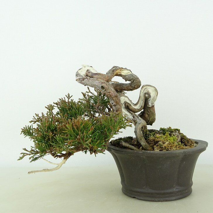 盆栽 真柏 樹高 上下 約12cm しんぱく Juniperus chinensis シンパク ヒノキ科 常緑樹 観賞用 小品 現品 2