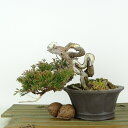 盆栽 真柏 樹高 上下 約12cm しんぱく Juniperus chinensis シンパク ヒノキ科 常緑樹 観賞用 小品 現品