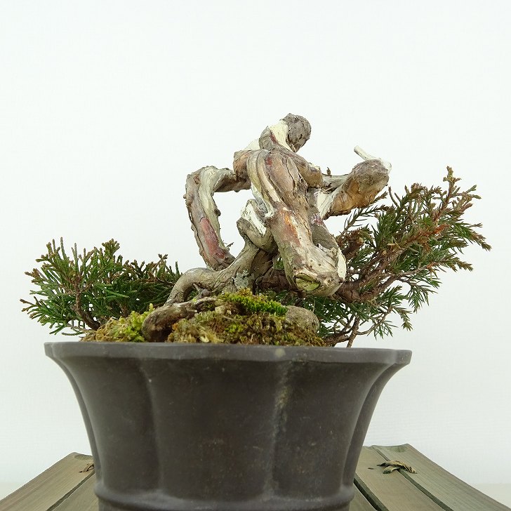 盆栽 真柏 樹高 上下 約12cm しんぱく Juniperus chinensis シンパク ヒノキ科 常緑樹 観賞用 小品 現品 3