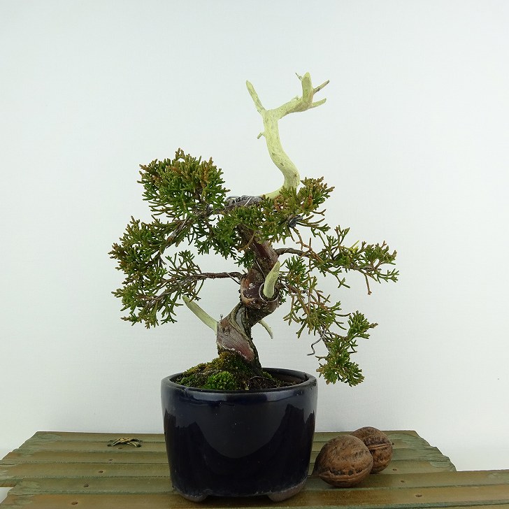 盆栽 真柏 樹高 約20cm しんぱく Juniperus chinensis シンパク "ジン シャリ" ヒノキ科 常緑樹 観賞用 小品 現品 送料無料