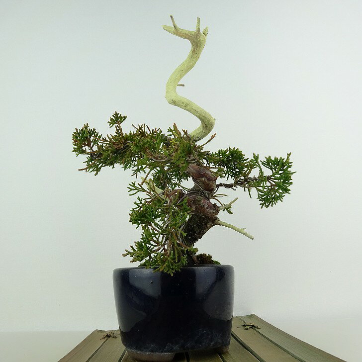 盆栽 真柏 樹高 約20cm しんぱく Juniperus chinensis シンパク 