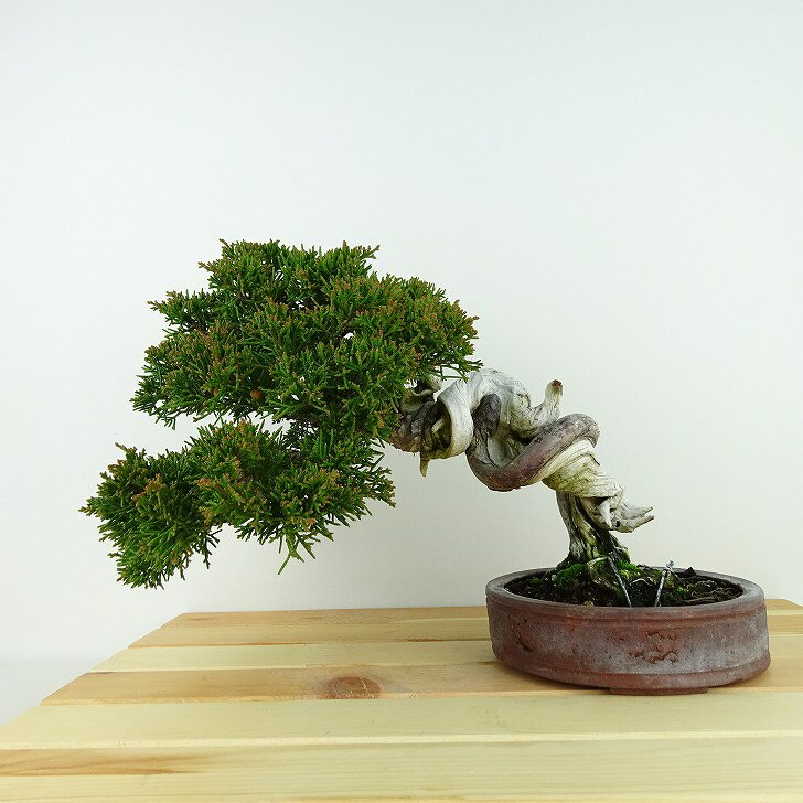 盆栽 真柏 樹高 約18cm しんぱく Juniperus chinensis シンパク “ジン シャリ” ヒノキ科 常緑樹 観賞用 小品 現品