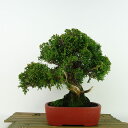 ~ ^  19cm ς Juniperus chinensis VpN gW Vh qmL Ύ Ϗܗp i i