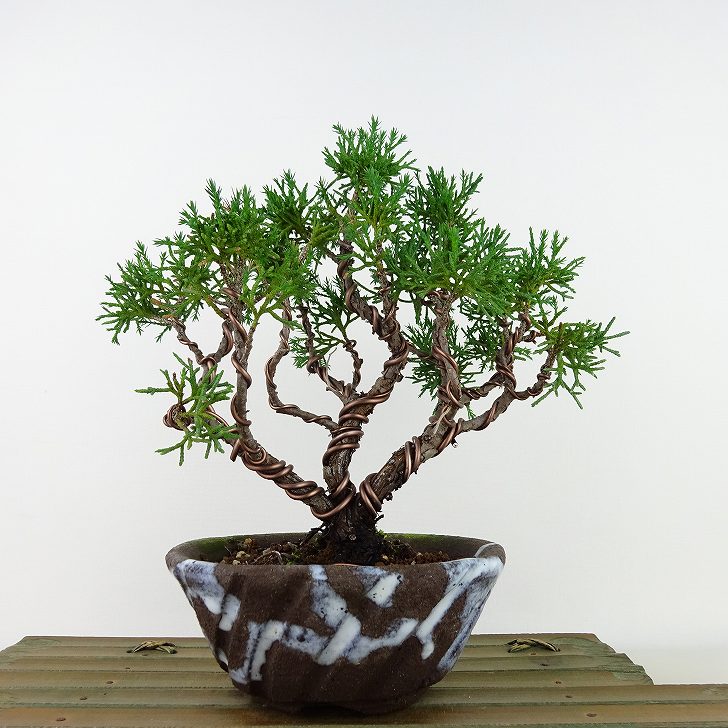 盆栽 真柏 樹高 約19cm しんぱく Juniperus chinensis シンパク “ジン”ヒノキ科 常緑樹 観賞用 小品 現品 送料無料