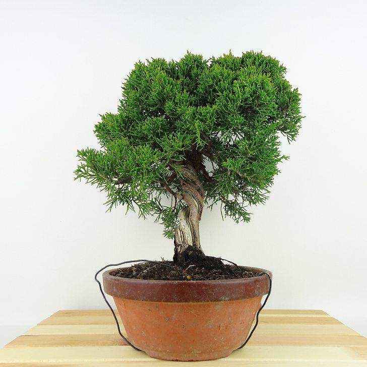 盆栽 真柏 樹高 約29cm しんぱく Juniperus chinensis シンパク 