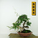 盆栽 真柏 樹高 約29cm しんぱく 高級盆栽 Juniperus chinensis シンパク “ジン シャリ” ヒノキ科 常緑樹 観賞用 現品