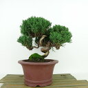 盆栽 真柏 樹高 約18cm しんぱく Juniperus chinensis シンパク ヒノキ科 常緑樹 観賞用 小品 現品 送料無料