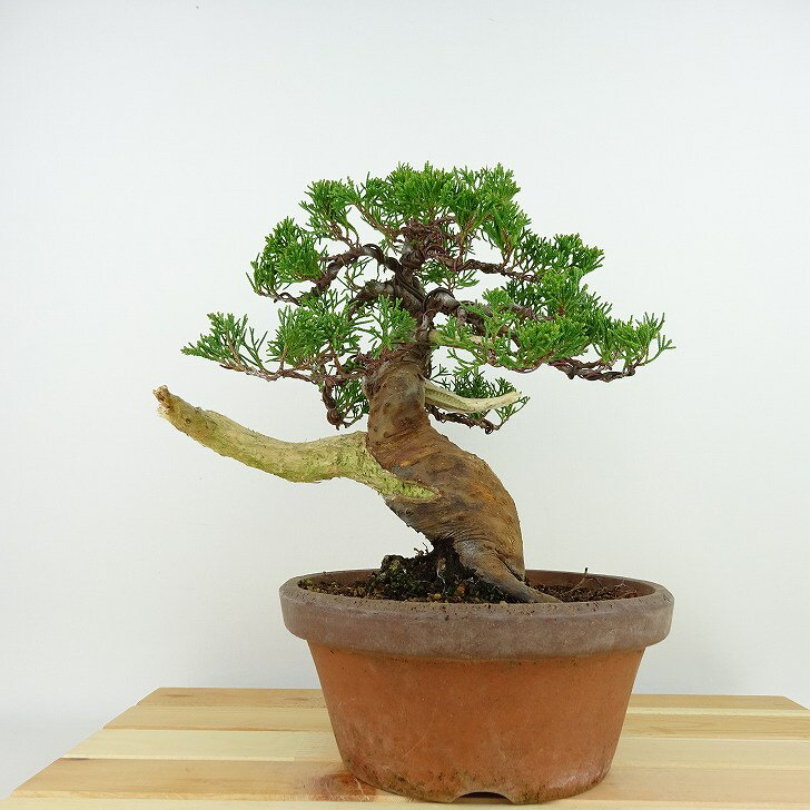 盆栽 真柏 樹高 約23cm しんぱく Juniperus chinensis シンパク “ジン シャリ” ヒノキ科 常緑樹 観賞用 現品