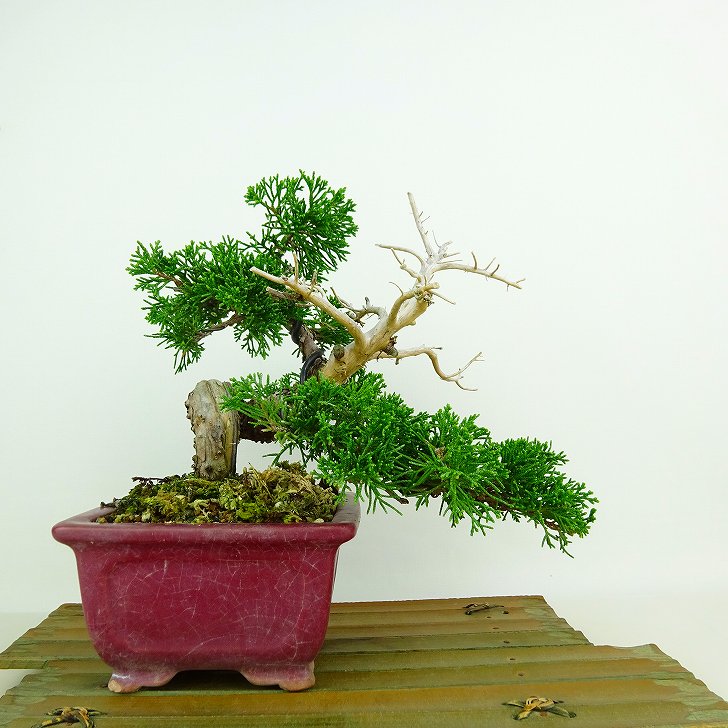 盆栽 真柏 樹高 上下 約18cm しんぱく Juniperus chinensis シンパク “ジン シャリ” ヒノキ科 常緑樹 観賞用 小品 現品 送料無料