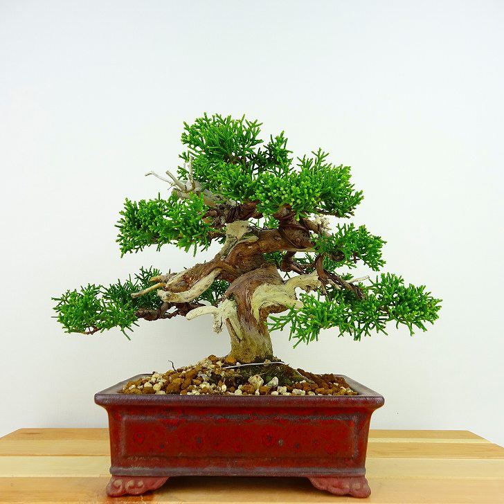 盆栽 真柏 樹高 約16cm しんぱく Juniperus chinensis シンパク “ジン シャリ” ヒノキ科 常緑樹 観賞用 小品 現品