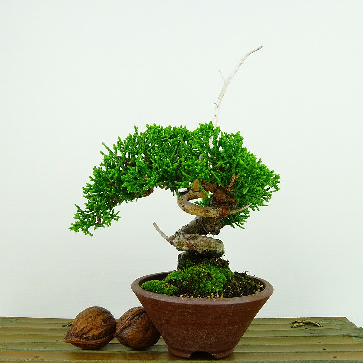 盆栽 真柏 樹高 約15cm しんぱく Juniperus chinensis シンパク 