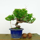 盆栽 真柏 樹高 約13cm しんぱく Juniperus chinensis シンパク "ジン" ヒノキ科 常緑樹 観賞用 小品 現品 送料無料
