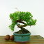 盆栽 真柏 樹高 約13cm しんぱく Juniperus chinensis シンパク "ジン" ヒノキ科 常緑樹 観賞用 小品 現品 送料無料