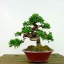 ~ ^  13cm ς Juniperus chinensis VpN 