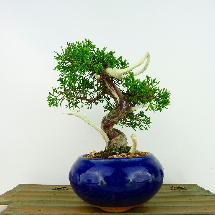 楽天市場】盆栽 真柏 シャリ(花・観葉植物|花・ガーデン・DIY 楽天市場】盆栽 真柏 シャリ(花・観葉植物|花・ガーデン・DIY