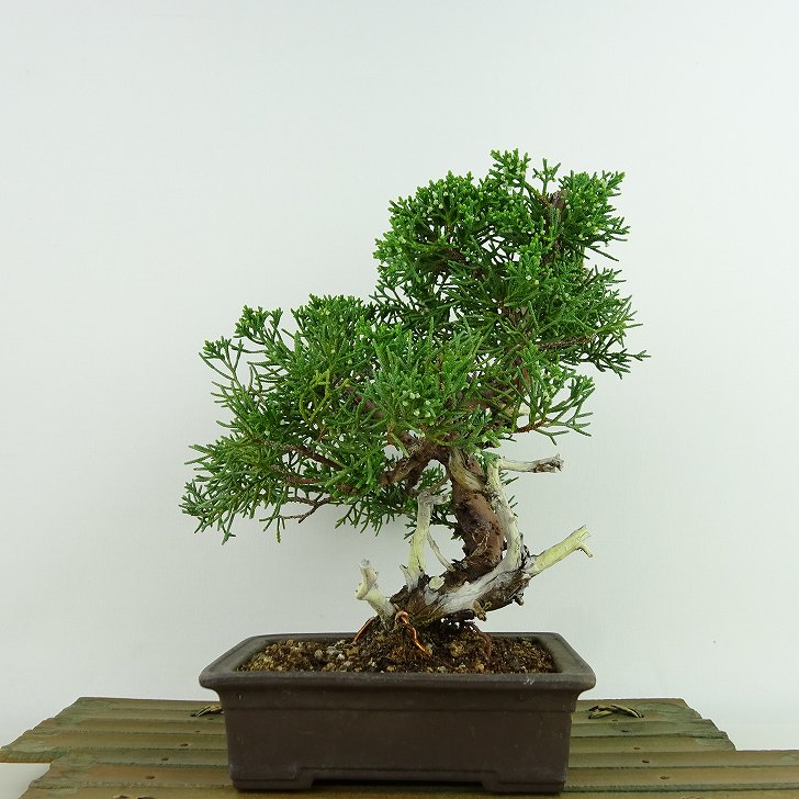 盆栽 真柏 樹高 約21cm しんぱく Juniperus chinensis シンパク “ジン シャリ” ヒノキ科 常緑樹 観賞用 現品 送料無料