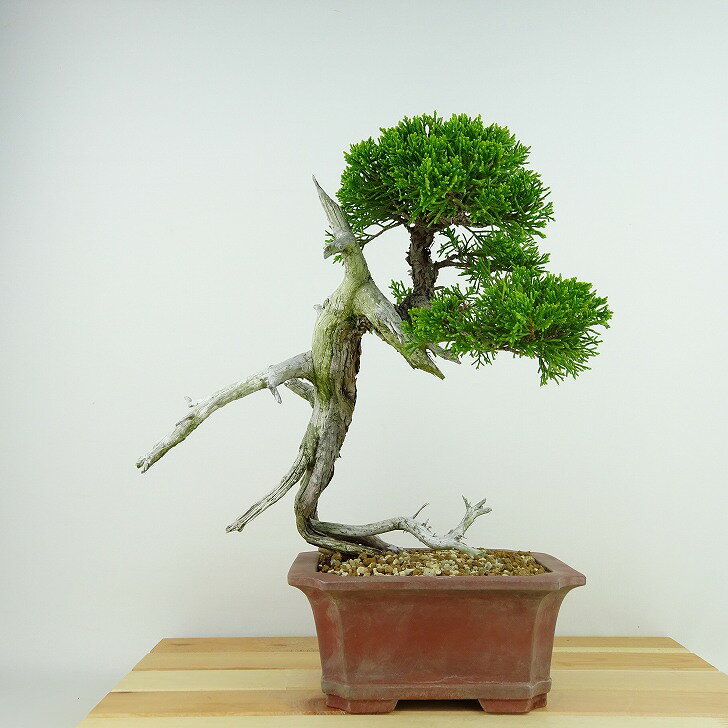 盆栽 真柏 樹高 約25cm しんぱく Juniperus chinensis シンパク “ジン シャリ” ヒノキ科 常緑樹 観賞用 現品