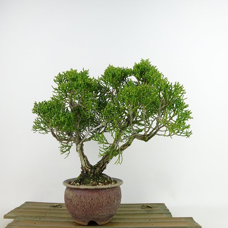 盆栽 真柏 樹高 約21cm しんぱく Juniperus chinensis シンパク “ジン シャリ” ヒノキ科 常緑樹 観賞用 現品 送料無料 1