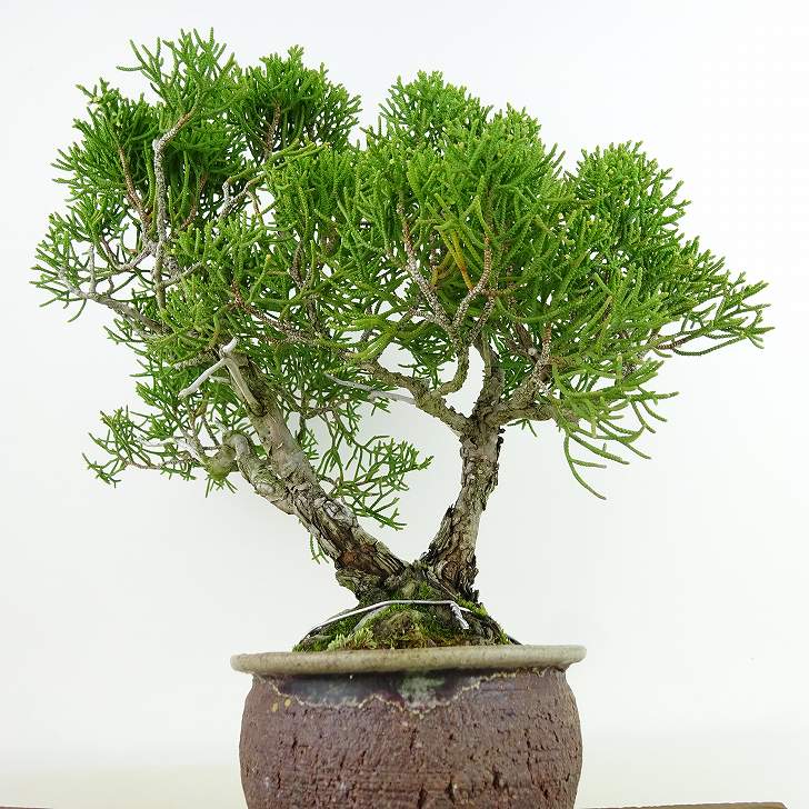 盆栽 真柏 樹高 約21cm しんぱく Juniperus chinensis シンパク “ジン シャリ” ヒノキ科 常緑樹 観賞用 現品 送料無料 3