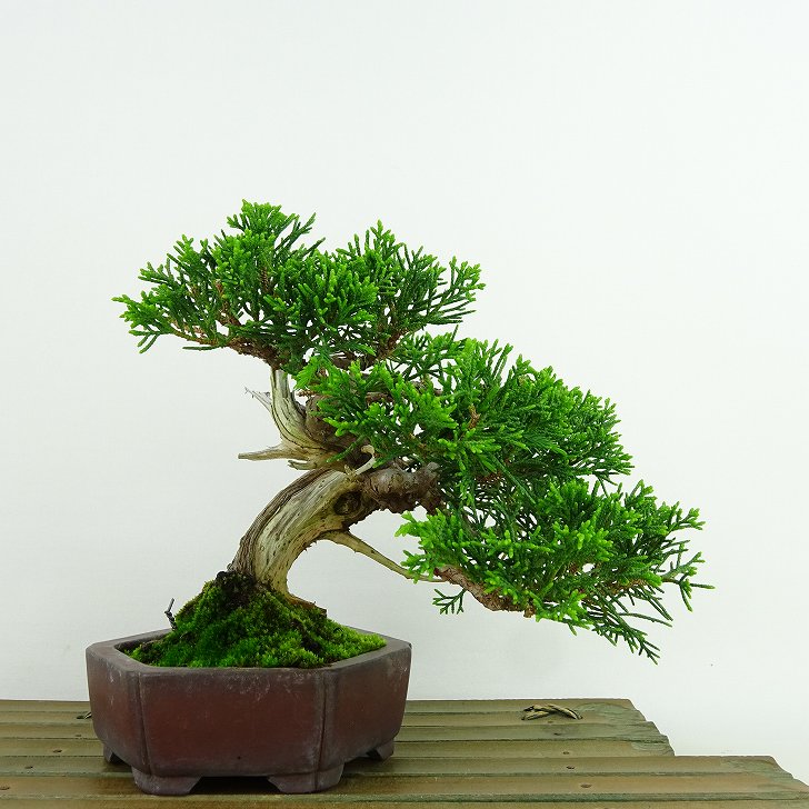 盆栽 真柏 樹高 約14cm しんぱく Juniperus chinensis シンパク “ジン シャリ” ヒノキ科 常緑樹 観賞用 小品 現品