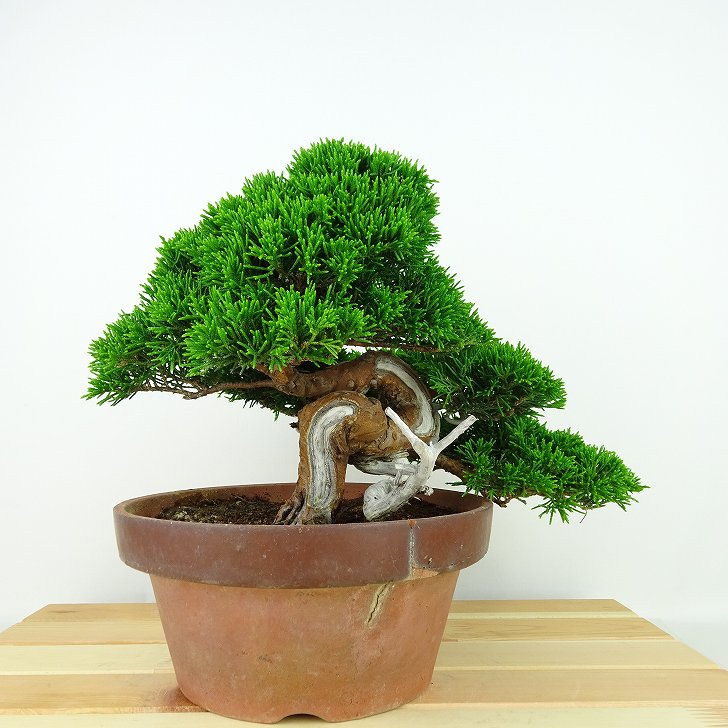 盆栽 真柏 樹高 上下 約19cm しんぱく Juniperus chinensis シンパク “ジン シャリ” ヒノキ科 常緑樹 観賞用 現品