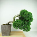 盆栽 真柏 樹高 上下 約32cm しんぱく Juniperus chinensis シンパク “ジン シャリ” ヒノキ科 常緑樹 観賞用 現品