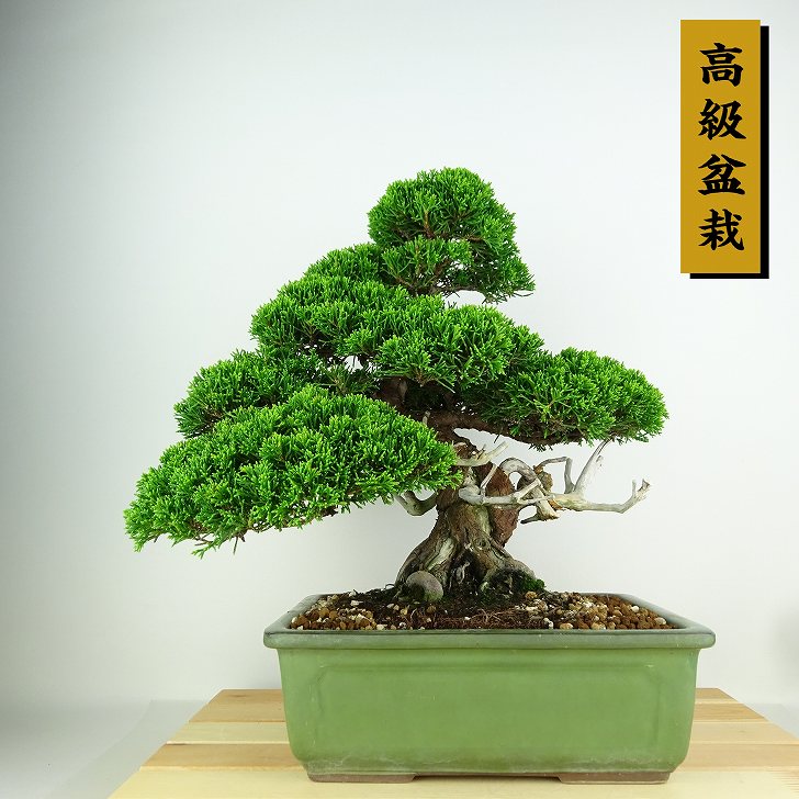 楽天市場】盆栽 真柏 シャリ(花・観葉植物|花・ガーデン・DIY 楽天市場】盆栽 真柏 シャリ(花・観葉植物|花・ガーデン・DIY