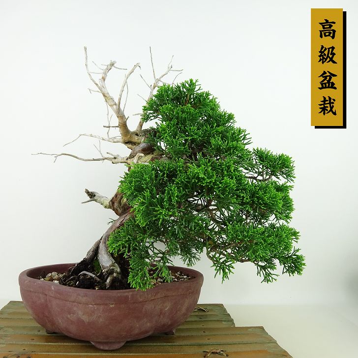 楽天市場】盆栽 真柏 シャリ(花・観葉植物|花・ガーデン・DIY 楽天市場】盆栽 真柏 シャリ(花・観葉植物|花・ガーデン・DIY