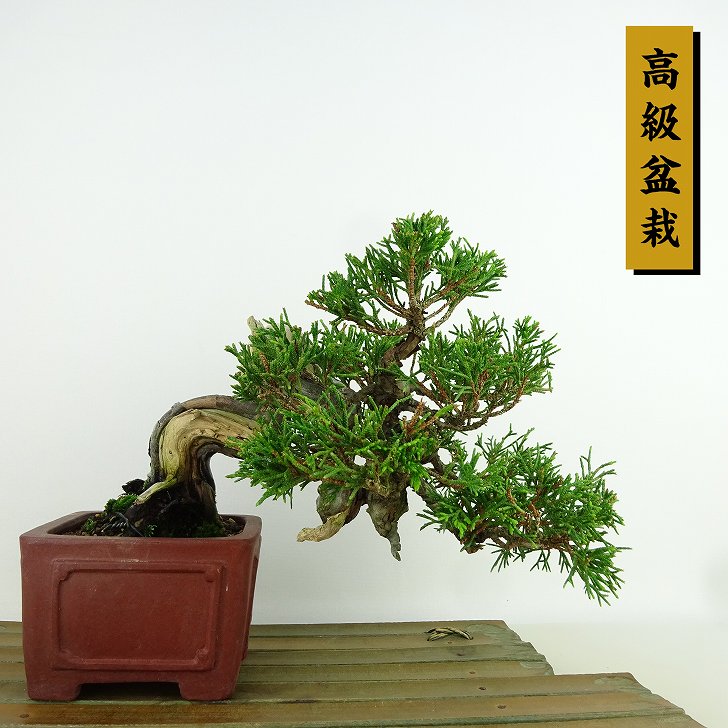 楽天市場】盆栽 真柏 シャリ(花・観葉植物|花・ガーデン・DIY 楽天市場】盆栽 真柏 シャリ(花・観葉植物|花・ガーデン・DIY