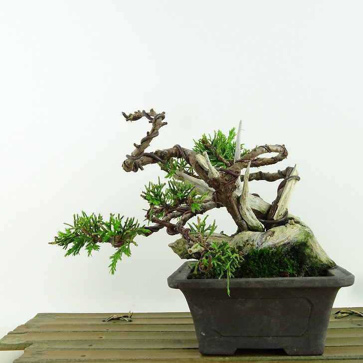 楽天市場】盆栽 真柏 シャリ(花・観葉植物|花・ガーデン・DIY 楽天市場】盆栽 真柏 シャリ(花・観葉植物|花・ガーデン・DIY