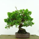 盆栽 真柏 樹高 約22cm しんぱく Juniperus chinensis シンパク “ジン シャリ” ヒノキ科 常緑樹 観賞用 現品 送料無料