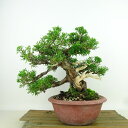 盆栽 真柏 樹高 約19cm しんぱく Juniperus chinensis シンパク “ジン シャリ” ヒノキ科 常緑樹 観賞用 小品 現品