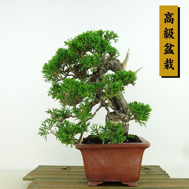 楽天市場】盆栽 真柏 シャリ(花・観葉植物|花・ガーデン・DIY 楽天市場】盆栽 真柏 シャリ(花・観葉植物|花・ガーデン・DIY
