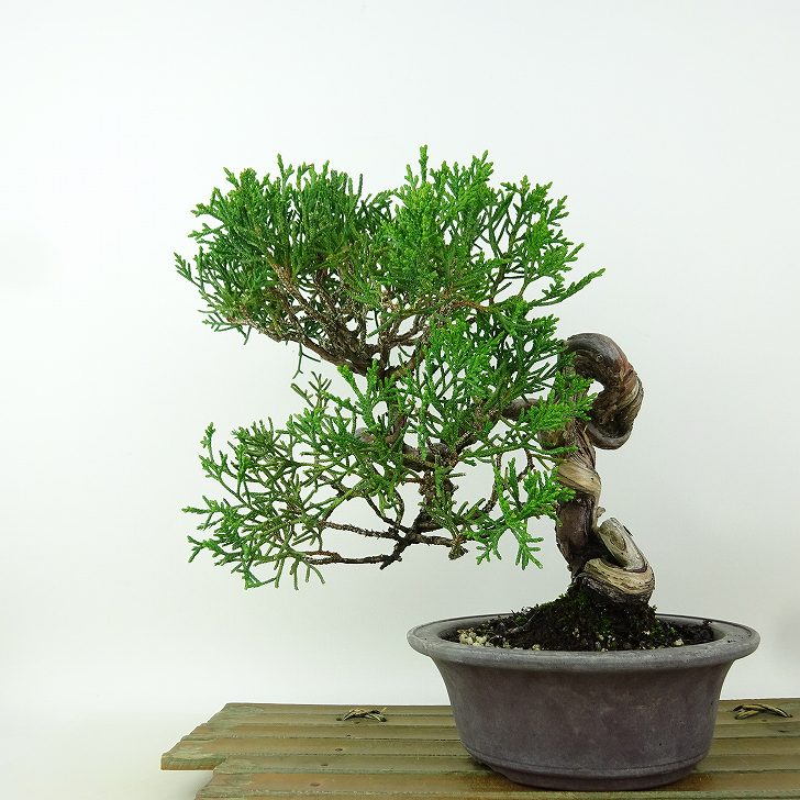 楽天市場】盆栽 真柏 シャリ(花・観葉植物|花・ガーデン・DIY 楽天市場】盆栽 真柏 シャリ(花・観葉植物|花・ガーデン・DIY