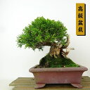 盆栽 真柏 樹高 約15cm しんぱく 高級盆栽 Juniperus chinensis シンパク