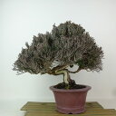 盆栽 真柏 樹高 約22cm しんぱく Juniperus chinensis シンパク シャリ ヒノキ科 常緑樹 観賞用 現品 送料無料