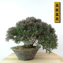 盆栽 真柏 樹高 上下 約22cm しんぱく 高級盆栽 Juniperus chinensis シンパク ジン シャリ ヒノキ科 常緑樹 観賞用 現品