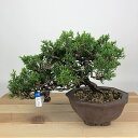 盆栽 真柏 樹高 約14cm しんぱく Juniperus chinensis シンパク ヒノキ科 常緑樹 観賞用 小品 現品