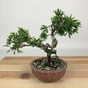 盆栽 真柏 樹高 約14cm しんぱく Juniperus chinensis シンパク ヒノキ科 常緑樹 観賞用 小品 現品