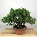 盆栽 真柏 樹高 約20cm しんぱく Juniperus chinensis シンパク ヒノキ科 常緑樹 観賞用 小品 現品