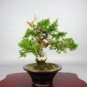 盆栽 真柏 樹高 約17cm しんぱく Juniperus chinensis シンパク “シャリ” ヒノキ科 常緑樹 観賞用 小品 現品 送料無料