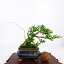 盆栽 真柏 樹高 約8cm しんぱく Juniperus chinensis シンパク “ジン”ヒノキ科 常緑樹 観賞用 小品 現品