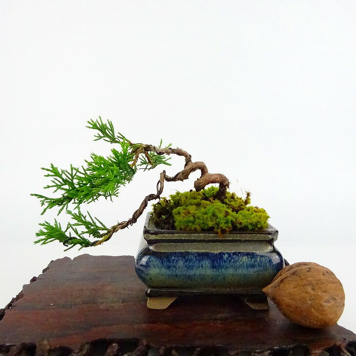 盆栽 真柏 樹高 上下 約7cm しんぱく Juniperus chinensis シンパク ヒノキ科 常緑樹 観賞用 小品 現品