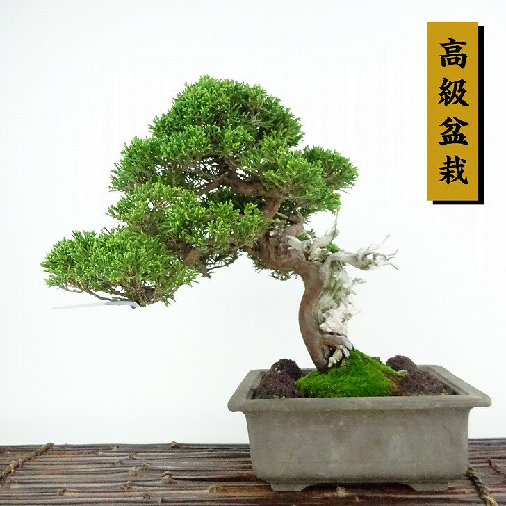 盆栽 真柏 樹高 約26cm しんぱく 高級盆栽 Juniperus chinensis シンパク “ジン シャリ” ヒノキ科 常緑樹 観賞用 現品 1