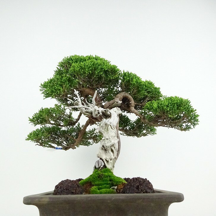 盆栽 真柏 樹高 約26cm しんぱく 高級盆栽 Juniperus chinensis シンパク “ジン シャリ” ヒノキ科 常緑樹 観賞用 現品 2