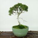 盆栽 真柏 樹高 約18cm しんぱく Juniperus chinensis シンパク “ジン シャリ” ヒノキ科 常緑樹 観賞用 小品 現品 送料無料