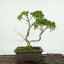 盆栽 真柏 樹高 約19cm しんぱく Juniperus chinensis シンパク “ジン シャリ” ヒノキ科 常緑樹 観賞用 小品 現品 送料無料